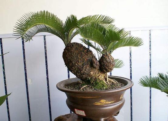 鐵樹能放臥室嗎，盡量不要放（與你爭奪氧氣、呼吸受阻）