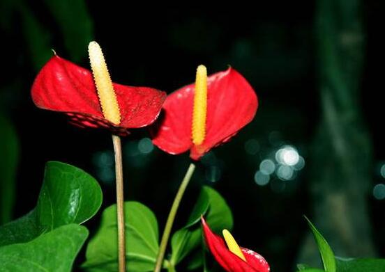 紅掌的作用有哪些，凈化空氣、陶冶情操、五行轉(zhuǎn)化