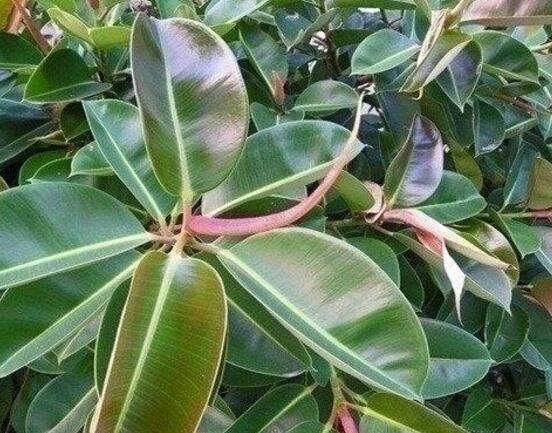 橡皮樹喜歡什么肥料，氮肥為主、磷鉀肥為輔