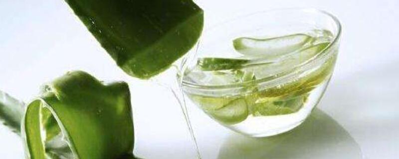 美國(guó)庫(kù)拉索蘆薈的作用