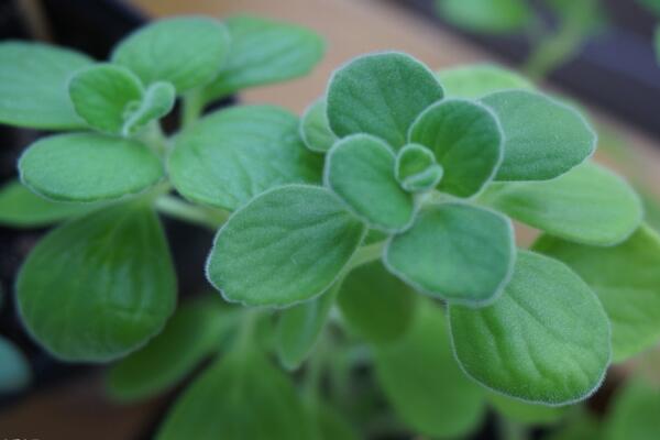 碰碰香什么時(shí)候扦插，只要溫度超過15℃就可以扦插