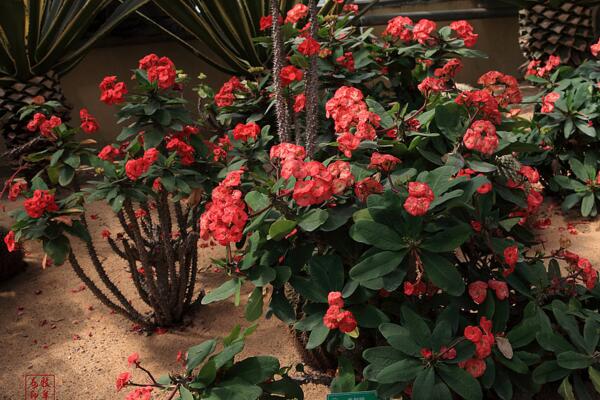 虎刺梅冬天怎么養(yǎng)，5個步驟可保證虎刺梅順利過冬