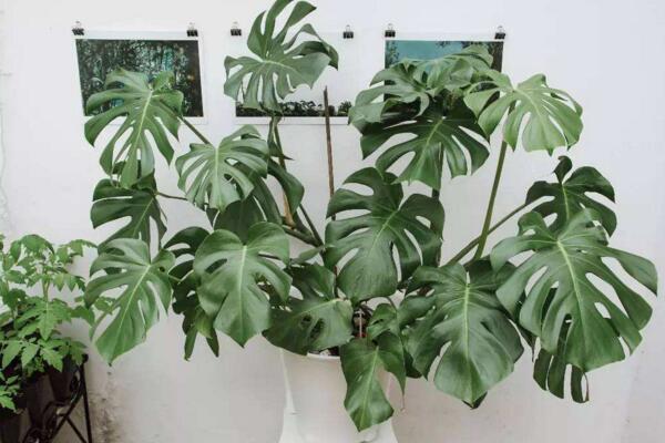 龜背竹怎么過冬，保證環(huán)境溫度不低于5℃