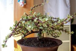 雅樂之舞用什么盆養(yǎng)好，泥制花盆的性價(jià)比最高