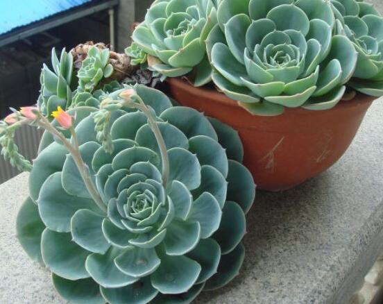 寶石花怎么養(yǎng)，老農(nóng)總結(jié)六大基本養(yǎng)殖方法