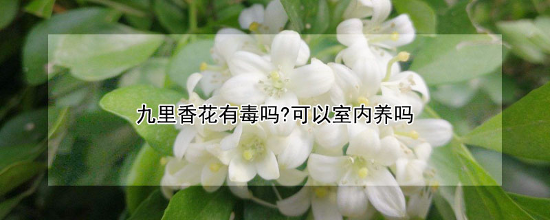 九里香花有毒嗎?可以室內(nèi)養(yǎng)嗎
