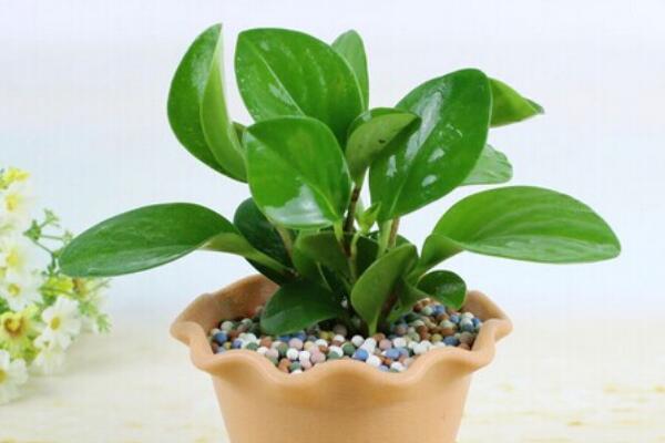 碧玉花植物如何移栽，簡單三步教你扦插成活