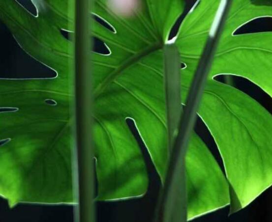 龜背竹晚上放臥室嗎，可以/凈化空氣、添福加壽、有利健康