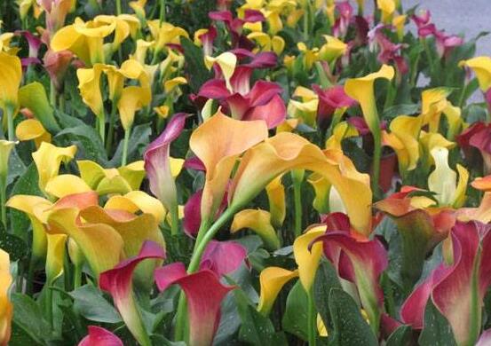 彩色馬蹄蓮花期多長(zhǎng)，從11月一直開放到來(lái)年5月(半年)