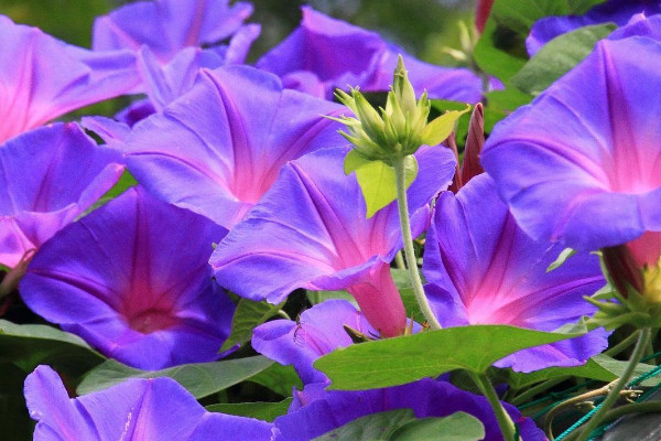 牽?；茉诨ㄅ枥锷L嗎