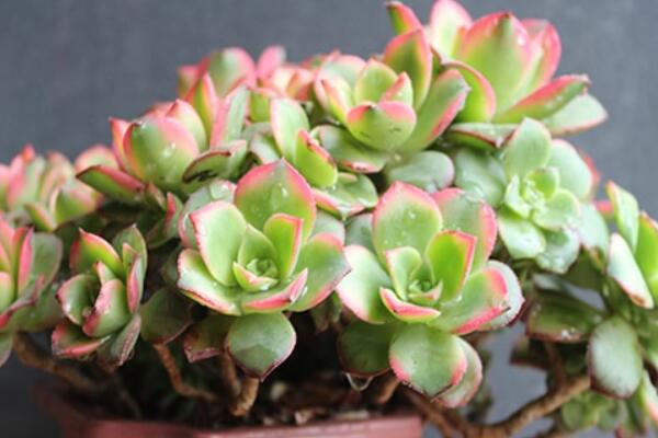 艷日輝發(fā)黑怎么辦