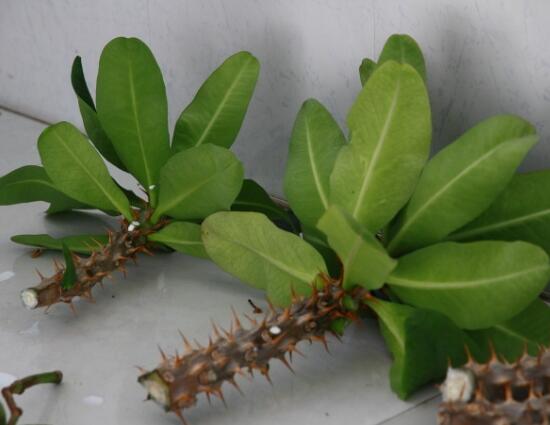 虎刺梅扦插方法，教你五個步驟扦插爆盆