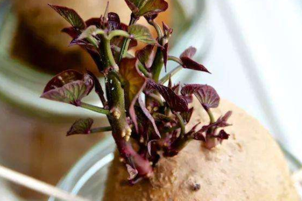 水培紅薯的養(yǎng)殖方法和注意事項