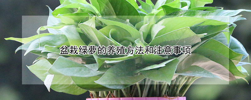 盆栽綠蘿的養(yǎng)殖方法和注意事項(xiàng)