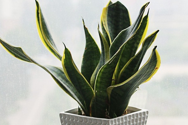 虎皮蘭凍傷還能恢復嗎