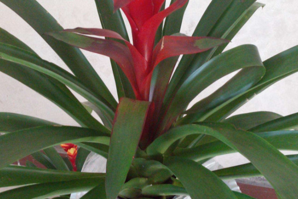 鴻運(yùn)當(dāng)頭一般能活多久