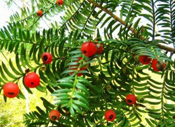 東北紅豆杉與南方紅豆杉有什么區(qū)別，介紹最簡(jiǎn)單的三種區(qū)別方法