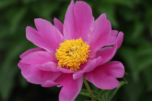 芍藥花什么時(shí)候移栽