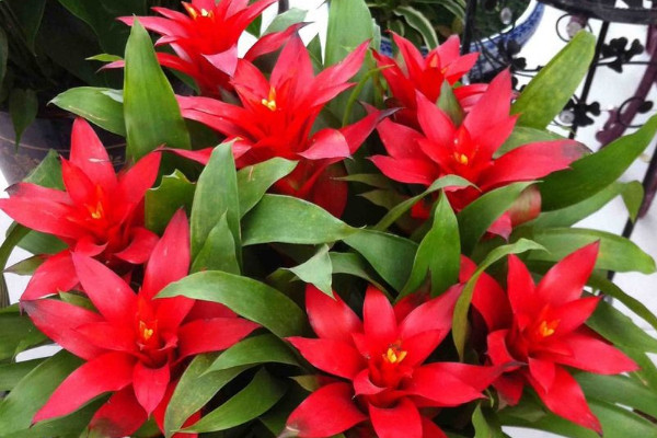 鴻運(yùn)當(dāng)頭爛根怎么修剪