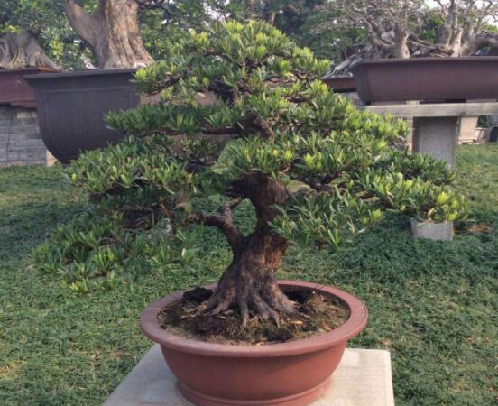 羅漢松盆景怎么摘心，修剪頂部的生長(zhǎng)點(diǎn)(樹梢枝為10厘米最佳)