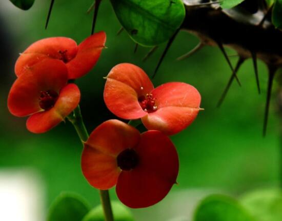 虎刺梅花瓣有毒嗎，皮膚接觸紅腫發(fā)癢/誤食惡心嘔吐