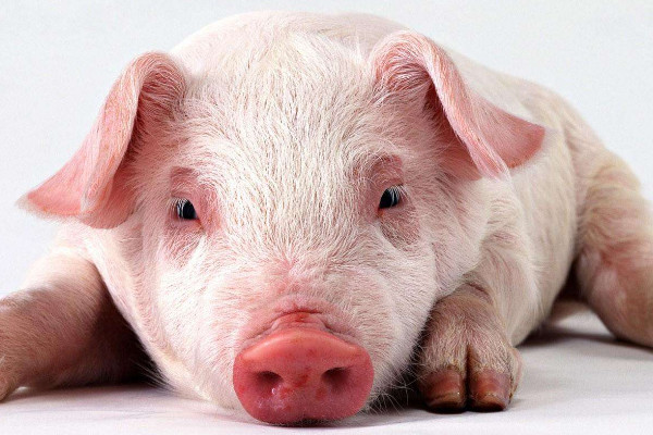 怎么養(yǎng)豬省錢(qián)長(zhǎng)得又快