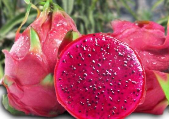 火龍果是仙人掌的果實(shí)嗎，兩種屬性絕然不同的植物