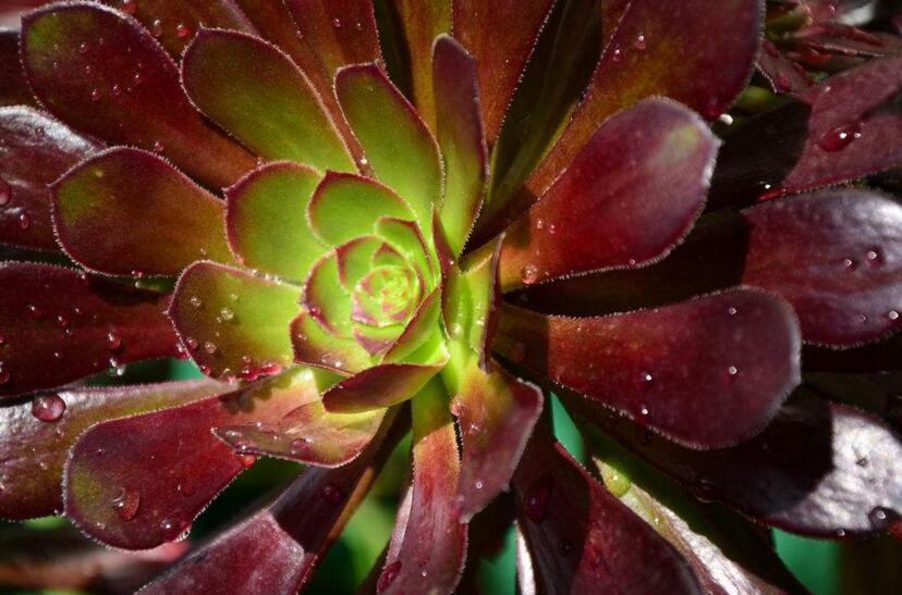 寶石花有毒嗎，無(wú)毒且對(duì)痛風(fēng)有著很好的治療效果