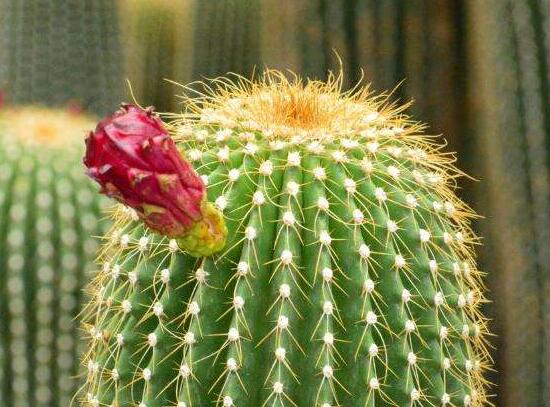 仙人球用什么肥料，鉀、磷肥為主，氮肥為輔