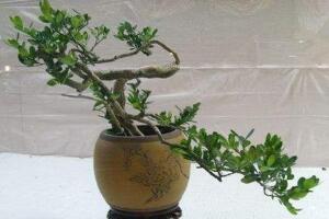 九里香爛根的原因，九里香爛根怎么辦