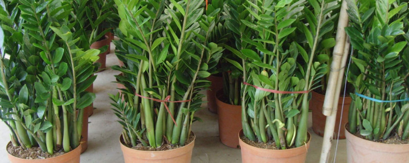 金錢樹老枝什么時(shí)候剪