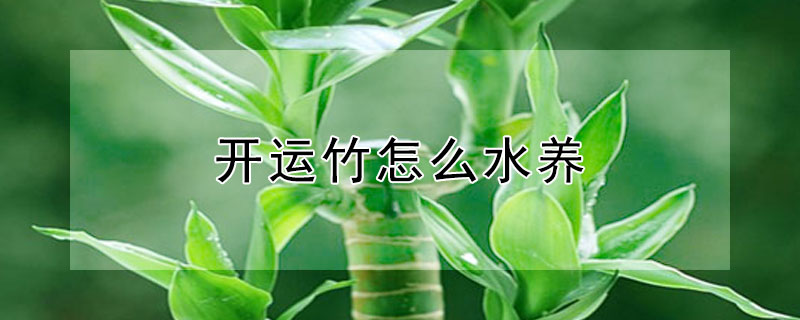 開(kāi)運(yùn)竹怎么水養(yǎng)