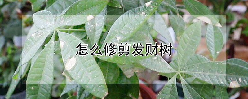 怎么修剪發(fā)財樹