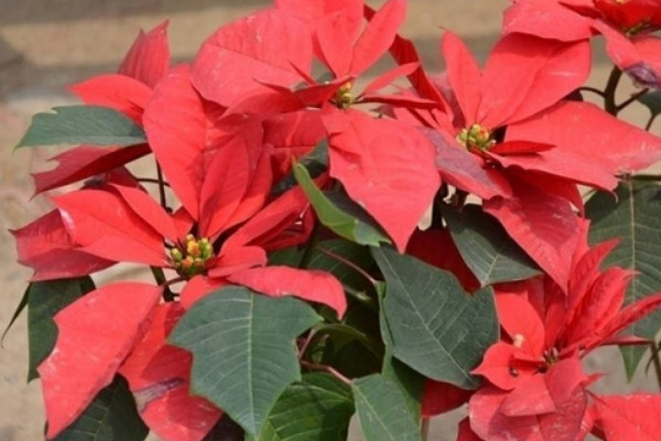 一品紅開花時需要施肥嗎