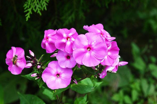 天竺葵春化要怎么進(jìn)行