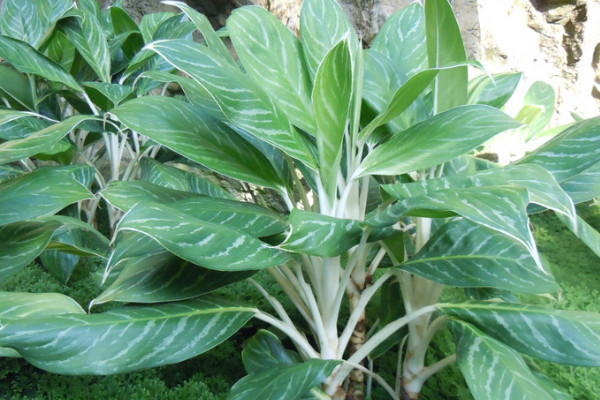 萬(wàn)年青放哪