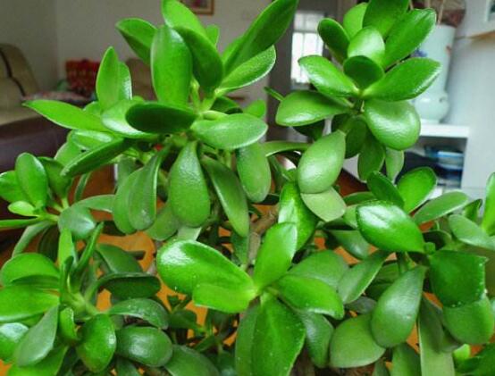 盆栽玉樹怎么養(yǎng)護(hù)，老農(nóng)總結(jié)七大養(yǎng)護(hù)方法