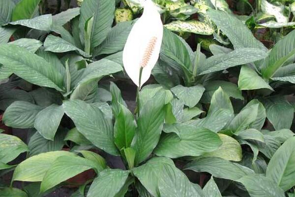 一帆風(fēng)順花可以放在臥室里嗎，可以放在臥室但要注意幾點