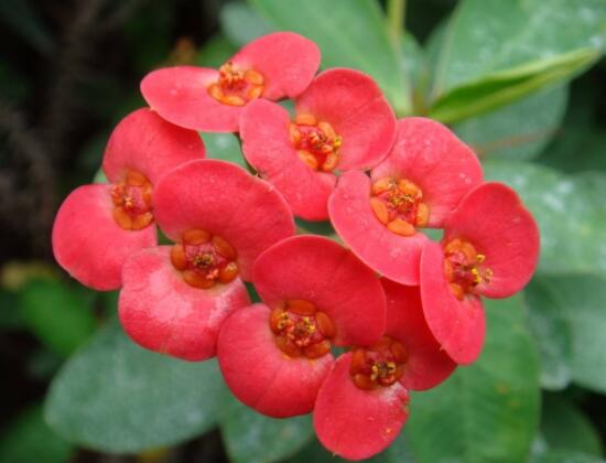 虎刺梅花能開(kāi)多長(zhǎng)時(shí)間，一年365天均可開(kāi)花(春夏秋冬)