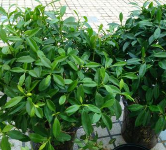 如何給平安樹松土，以樹干為中心、沿周圍輕鏟