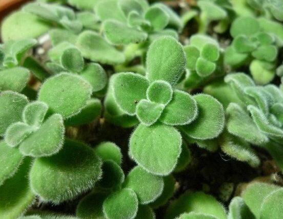 碰碰香木質(zhì)化怎么辦，只需要立馬重新進(jìn)行扦插繁殖