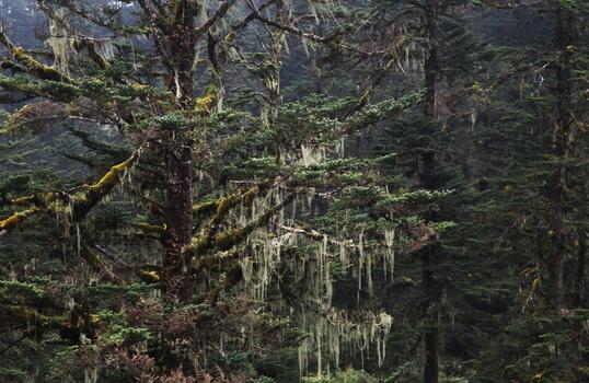 紅豆杉盆景價(jià)格，不同品種價(jià)格不同