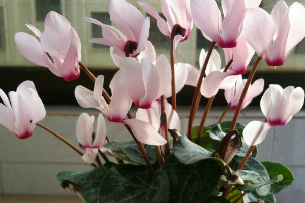 仙客來(lái)還叫什么名字