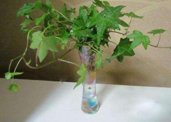 常春藤水培怎么生根快，教你六大方法快速生根