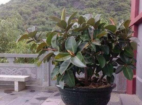 橡皮樹幾月份砍頭好，6-7月是最佳砍頭時(shí)間