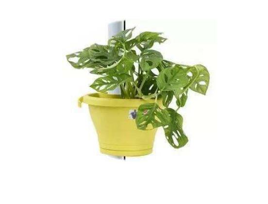 仙洞龜背竹有毒嗎，毒性不強(qiáng)/避免接觸誤食即可