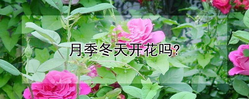 月季冬天開(kāi)花嗎?