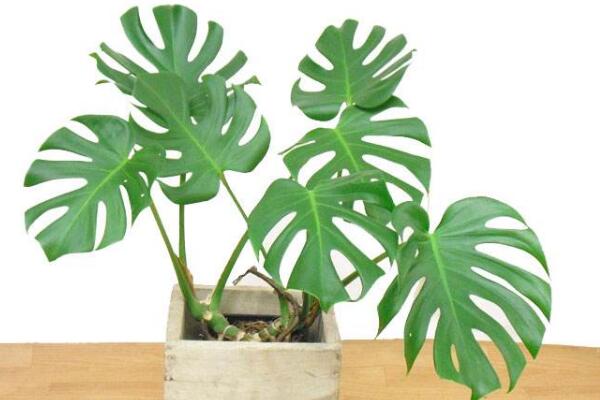 小龜背竹多久開(kāi)裂，養(yǎng)護(hù)得當(dāng)?shù)臅r(shí)候第二年就會(huì)開(kāi)裂