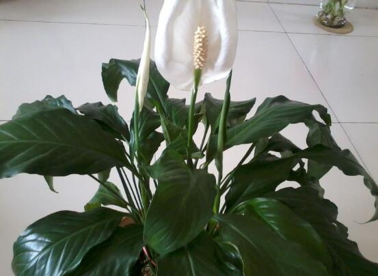 一帆風(fēng)順葉子下垂，四種原因以及解決辦法