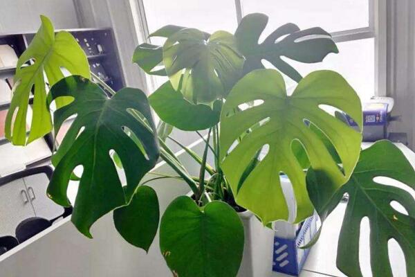 龜背竹怎么養(yǎng)護(hù)，龜背竹日常養(yǎng)護(hù)5大技巧